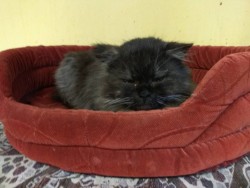 IMG-06c787bd9a225eeadbf3792b9a050ae8-V.jpg (95.25 КБ) Просмотров: 1159 IMG-06c787bd9a225eeadbf3792b9a050ae8-V.jpg