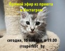 !!Прямой эфир из приюта в Инстаграм!!