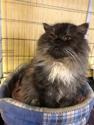 viber image 2019-02-09 , 19.37.52.jpg (241.36 КБ) Просмотров: 1033 viber image 2019-02-09 , 19.37.52.jpg