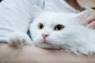 Toshka.jpg (209.5 КБ) Просмотров: 4237 Toshka.jpg