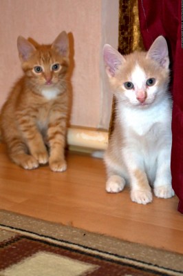 11.jpg (944.09 КБ) Просмотров: 928 11.jpg