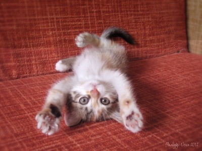 IMG_54732.jpg (193.38 КБ) Просмотров: 3760 IMG_54732.jpg