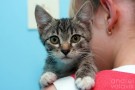 ФОМА - кот с умными глазами  и добрым срдцем