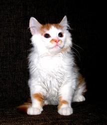 image.jpg