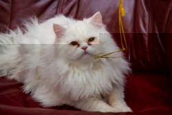 MG_1782.jpg (207.7 КБ) Просмотров: 1811 MG_1782.jpg