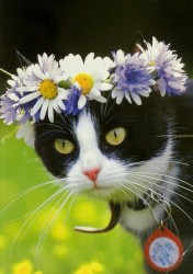 cat.jpg