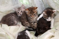 Котята у Акулки.jpg