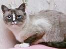 ЛЮМИ - нежная голубоглазая королева сноу-шу