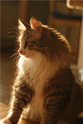 shprotka.jpg (42.23 КБ) Просмотров: 1742 shprotka.jpg