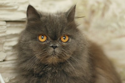 Алиса.JPG (92.68 КБ) Просмотров: 3639 Алиса.JPG