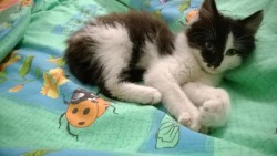 котик 1.jpg
