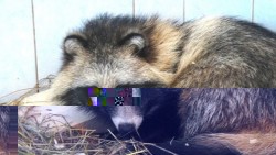 enot2.jpg