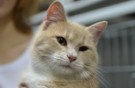 Персик - ласковый чудо-котик!