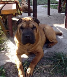 sharpei.jpg