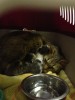 В усыпалке кошка с новорожденными котятами!