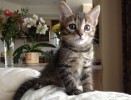 Котята-тигрята под угрозой усыпалки