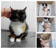В усыпалке кошка с тремя котятами, сами ещё не едят