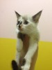 Котенок-голубоглазка с переломом в усыпалке!