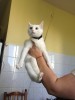 SOS Белая кошка-потеряшка в усыпалке