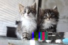 Новые котята в усыпалке!