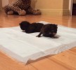 Передержка двух крошечных котят