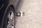 SOS Травмированный котенок