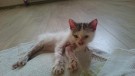 Нужно местечко больному котенку!