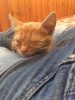 Срочно, котенок с проблемными глазками!