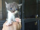 ВНИМАНИЕ! В усыпалке катастрофическое количество котят!