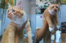 Сдана в усыпалку шикарная рыжая кошка!