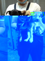 scheny.jpg