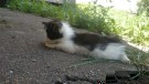 Срочно! Умирает котенок!