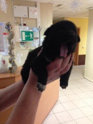 pup2.jpg