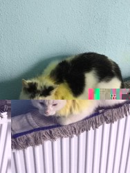 pokus.jpg