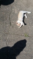 olshevskogo.jpg