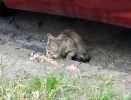 SOS Котенок со сломанной лапкой
