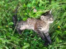 СОС! Котенок с открытым переломом
