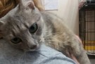 Красивая зеленоглазая кошка в усыпалке!