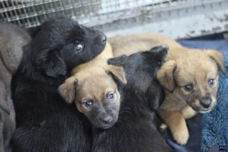 pup6.jpg