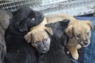 Корзина щенков в усыпалке