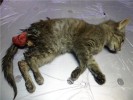 у котенка выпала прямая кишка