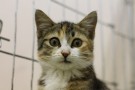 Новые красивые котятки в усыпалке!
