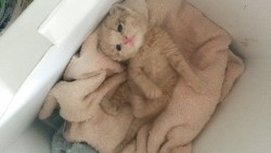 kittiryzh.jpg