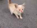 Худой и слабый голубоглазый котенок