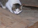 Кот, сбитый машиноой, дважды попал в усыпалку