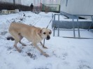 Нежная палевая собачка брошена у усыпалки