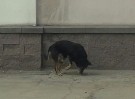 Собака со сломанной лапой на остановке!