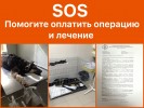 SOS Собака с веревкой в животе Алиса - Финляндия