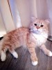 Рыжая кошечка – ЗАЛОЖНИЦА семейного РАЗВОДА