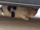 SOS !!! НУЖНА ПЕРЕДЕРЖКА ДЛЯ БОЛЬНОЙ КОШКИ !